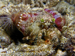 Anemone Crab with extra  green eyes and hairy legs ! 
Ca... by Beate Krebs 